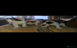 Mixed Breed cats for sale: kittens for sale  - Image 4