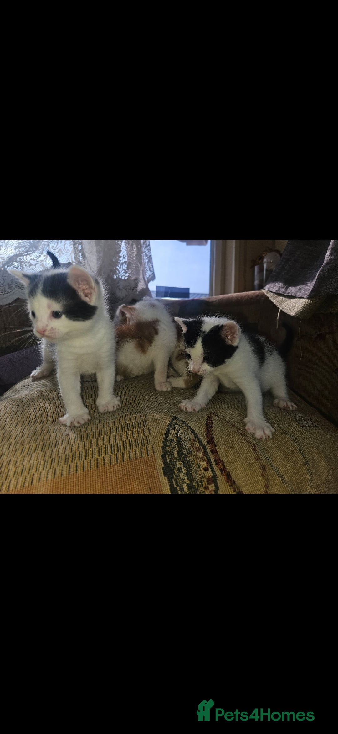 Mixed Breed cats for sale: kittens for sale  - Image 4