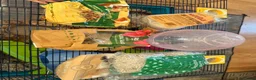Hamster rodents for sale: Hamster and full set up  in Nottingham - Advert 5