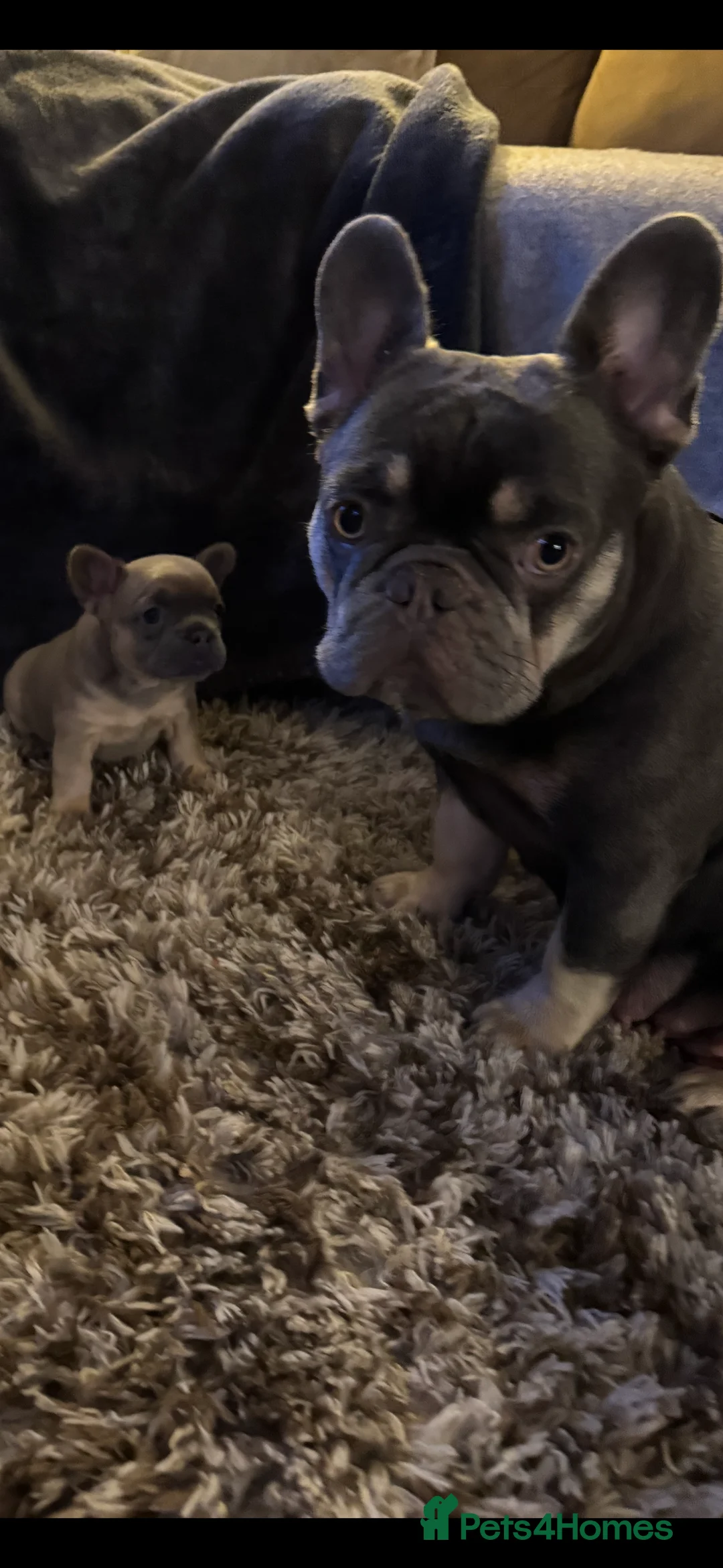 French Bulldog dogs for sale: platinum and Isabella blue fawn French bulldog  - Advert 4