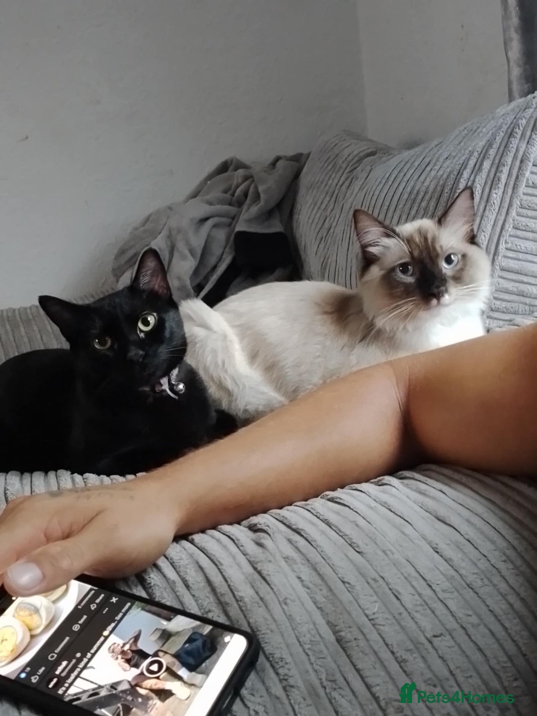 Ragdoll cats for sale: 3 beautiful girls ragdoll x domestic left! - Image 15