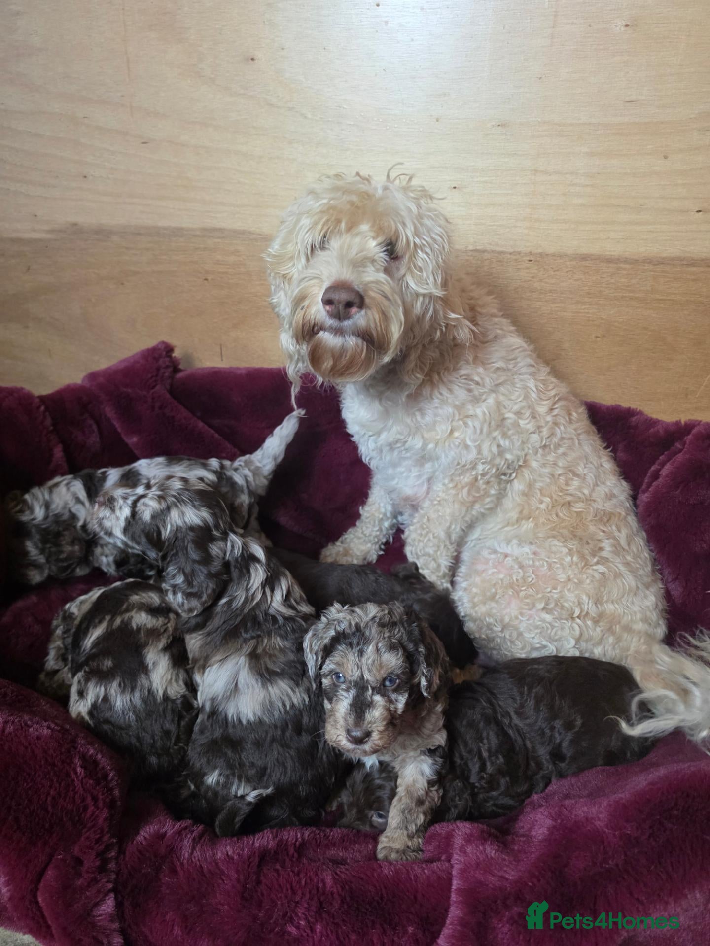 Labradoodle dogs for sale: Gorgeous Miniature Labradoodles - Advert 1