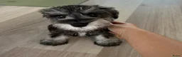 Miniature Schnauzer dogs for sale: Beautiful Pure Miniature schnauzer Family Raised - Advert 5