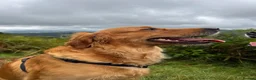 Golden Retriever dogs for stud: Golden Retriever  in King's Lynn - Advert 3