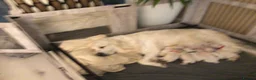Golden Retriever dogs for sale: Beautiful KC registered golden Retriever puppies - Advert 10