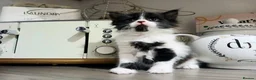 Mixed Breed cats for sale: 3 mixed breed kittens in Barnsley - Advert 3