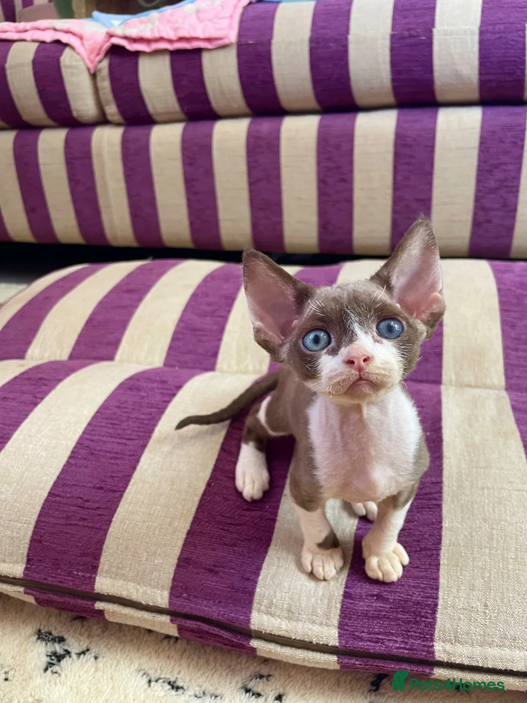 Devon Rex cats for sale: Beautiful pure Devon Rex kittens  - Advert 1
