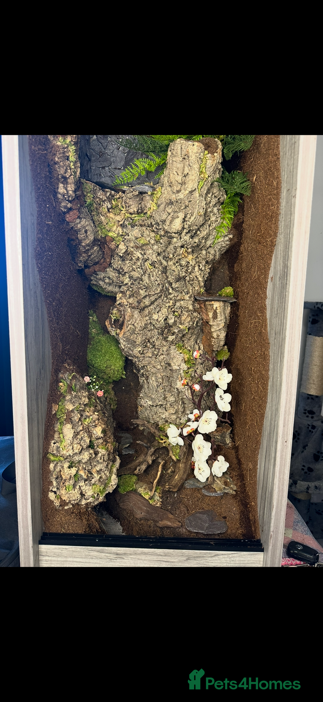 Gecko reptiles for sale: Male leachianus gecko with full set up  - Advert 7