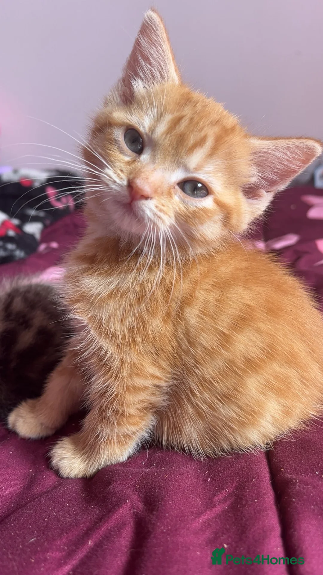 Mixed Breed cats for sale: Beautiful Female Ginger Kitten - Advert 2