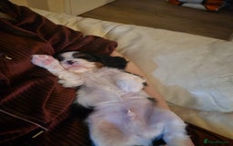 Cavalier King Charles Spaniel dogs for sale: Cavalier Puppies (Health tested perants) - Image 2