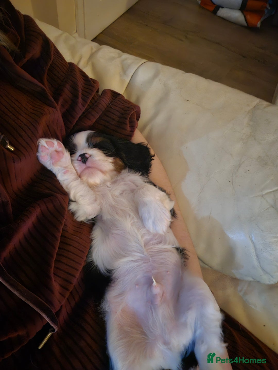 Cavalier King Charles Spaniel dogs for sale: Cavalier Puppies (Health tested perants) - Image 2