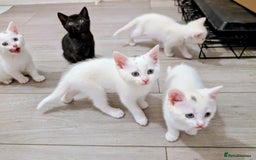 Mixed Breed cats for sale: Adorable kittens for sale - Image 8