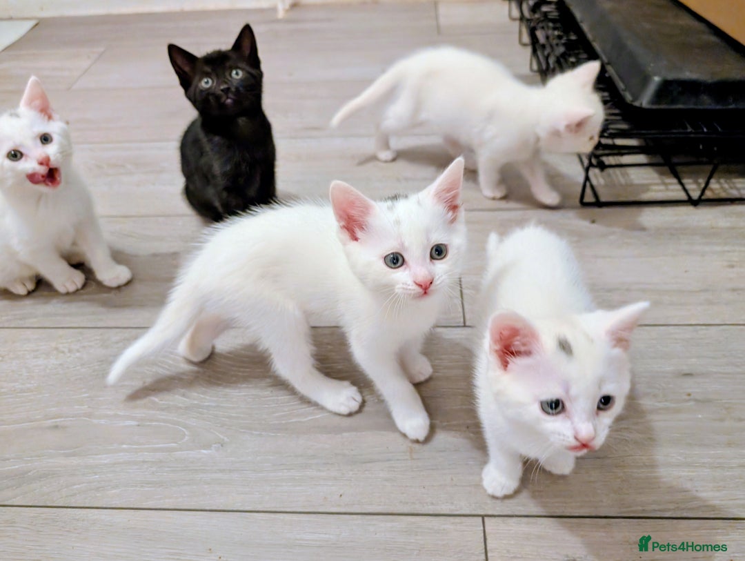 Mixed Breed cats for sale: Adorable kittens for sale - Image 8