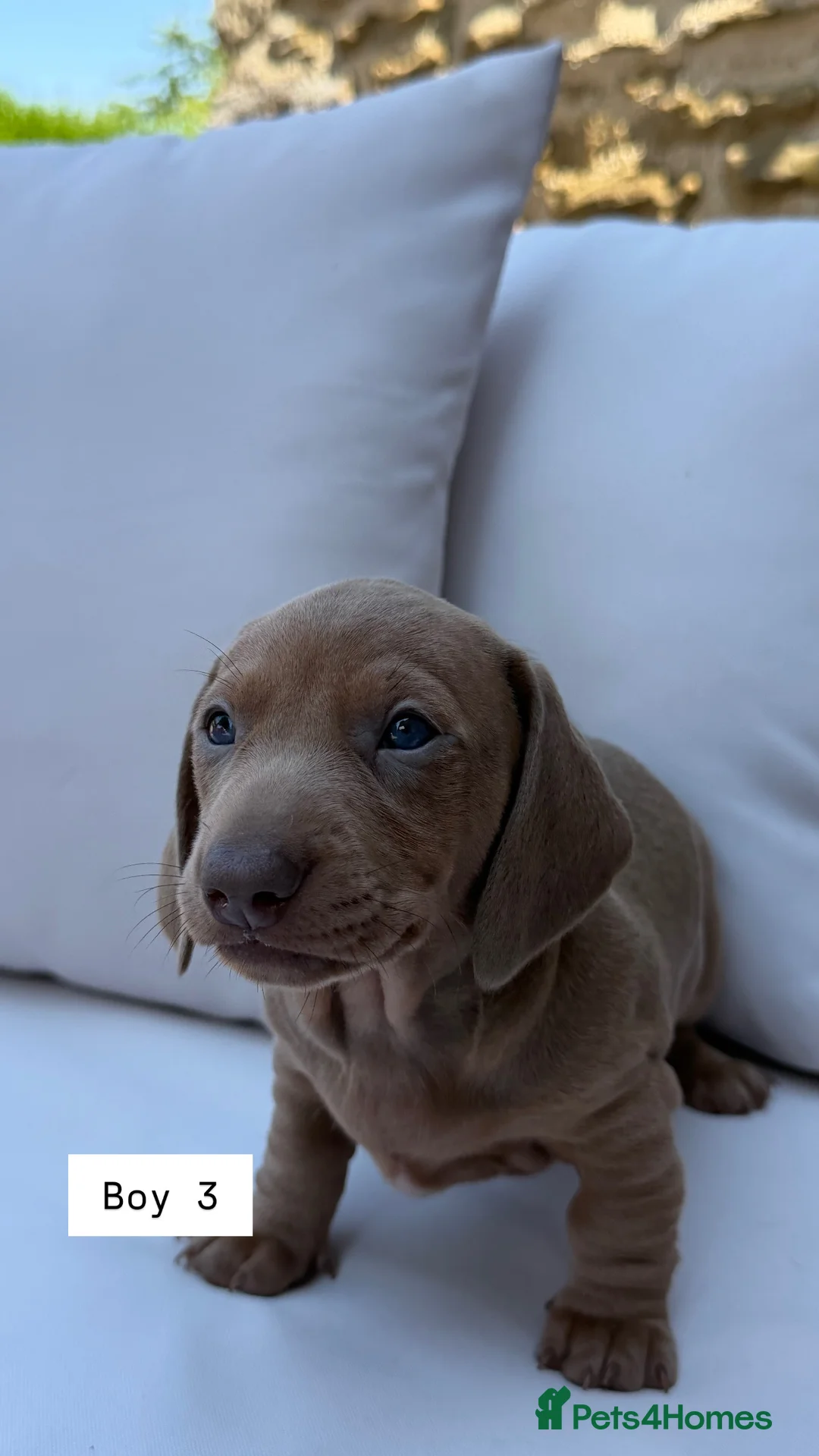 Miniature Dachshund dogs for sale: Beautiful Miniature Dachshund Puppies - Advert 2