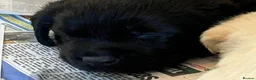 Labrador Retriever dogs for sale: Lovely black show bred puppies in Taunton - Advert 7