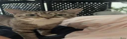 Mixed Breed cats for sale: Rueben  - Advert 4
