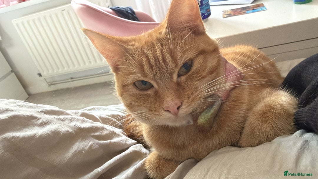 Domestic Shorthair cats for sale: Ginger female cat  - Advert 2