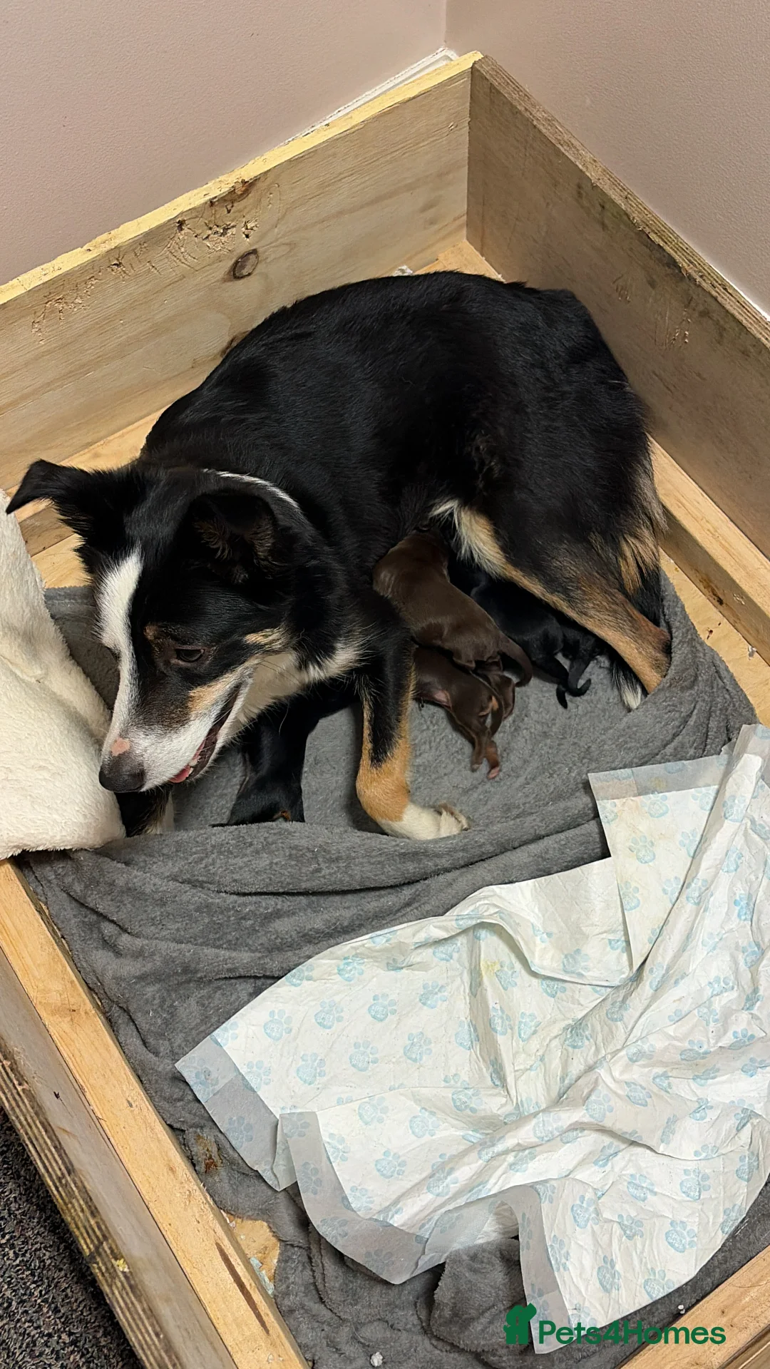 Mixed Breed dogs for sale: 2 stunning Cocker collies puppies for sale in Kirkby Stephen - Advert 6