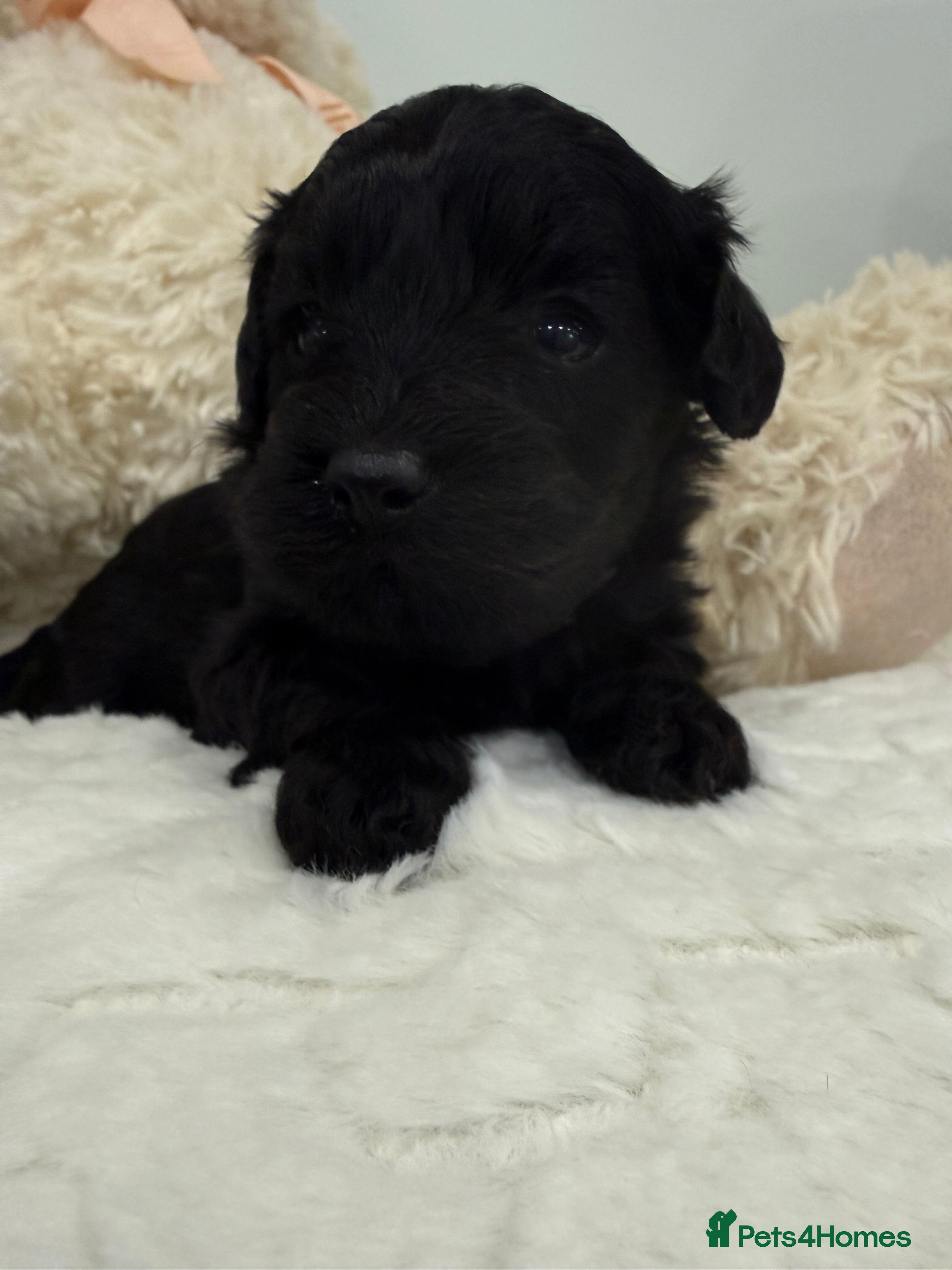 Cavapoo dogs Beautiful f1b. Black, black & Tan full DNA clear.  - Advert 2