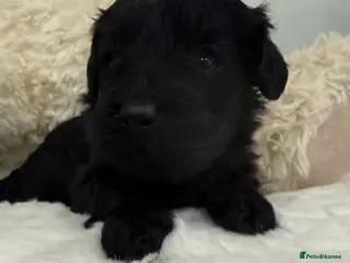 Cavapoo dogs Beautiful f1b. Black, black & Tan full DNA clear. - Advert 2