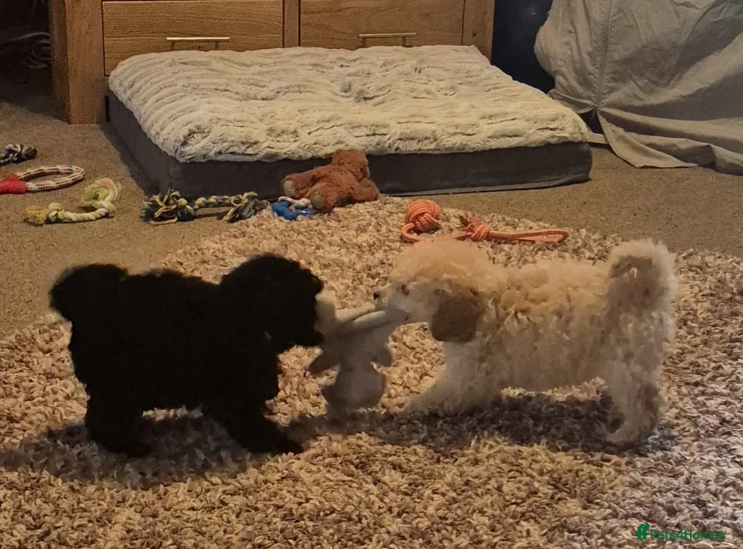 Miniature Poodle dogs for sale: Beautiful Miniature Poodles Puppies!!  - Advert 1