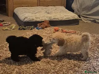 Miniature Poodle dogs Beautiful Miniature Poodles Puppies!! - Advert 7