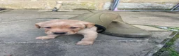 Labrador Retriever dogs for sale: Labrador puppies in Morpeth - Advert 6