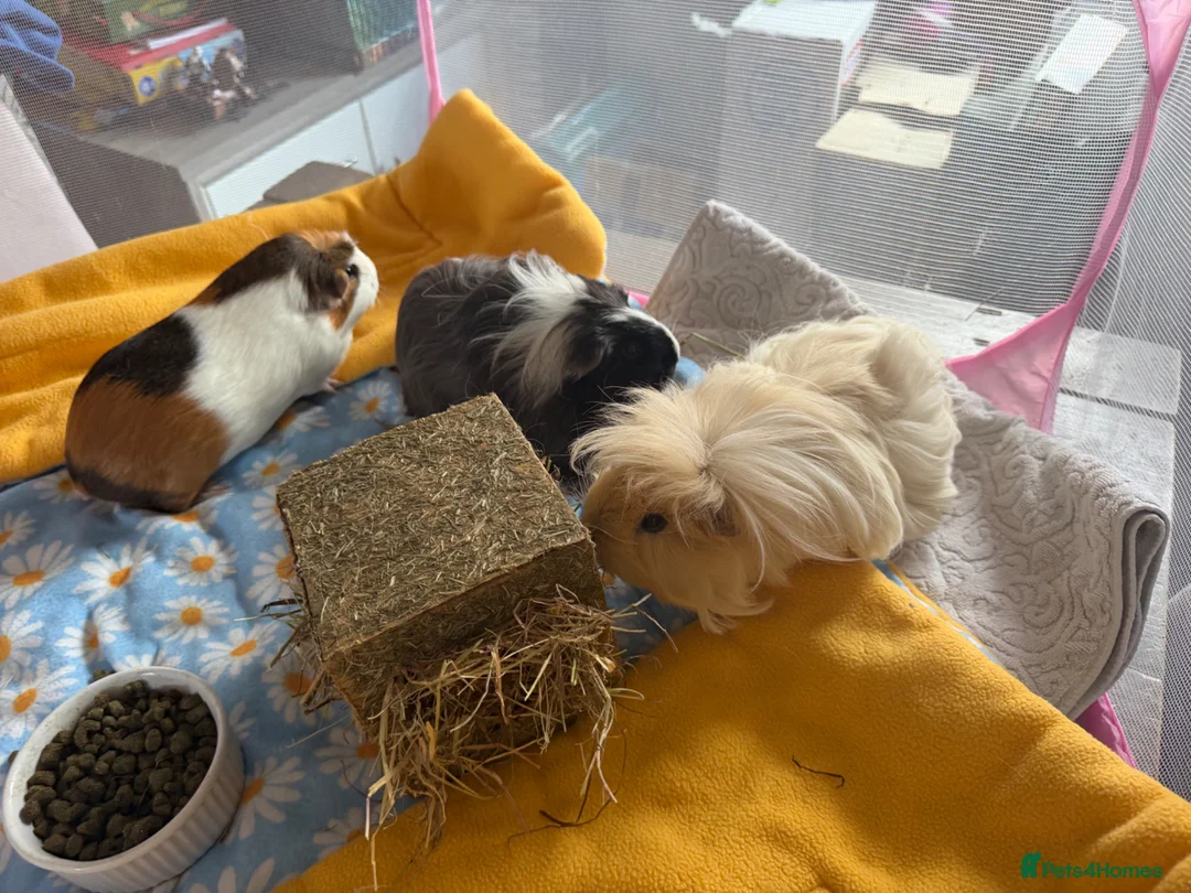 Guinea Pig rodents for sale: 3 bonded female guinea pigs - Advert 1