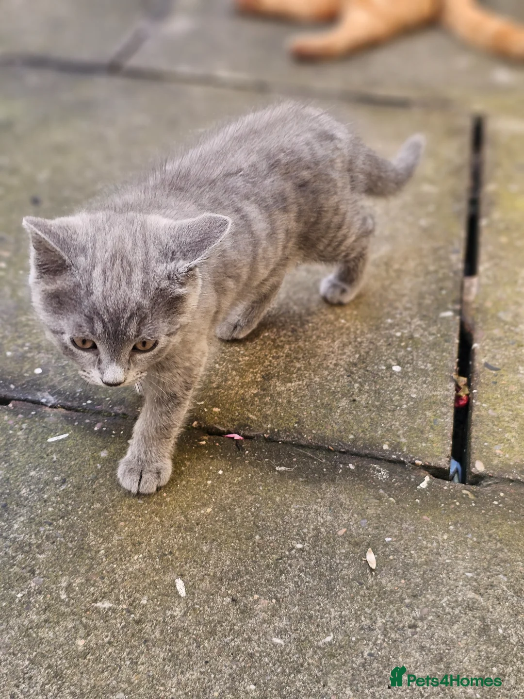 British Shorthair cats for sale: British shorthair - Advert 1