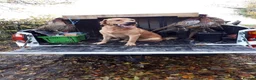 Labrador Retriever dogs for stud: Fully Health Tested Fox Red Labrador in Radstock - Advert 13