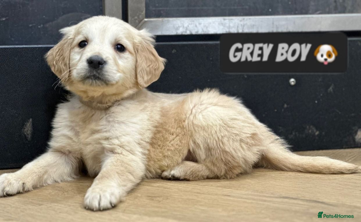 Golden Retriever dogs Chunky Pedigree Golden Retriever Puppies  - Advert 7