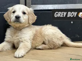 Golden Retriever dogs Chunky Pedigree Golden Retriever Puppies - Advert 7