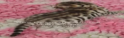 Bengal cats for sale: Tica registered bengal kittens - Advert 8