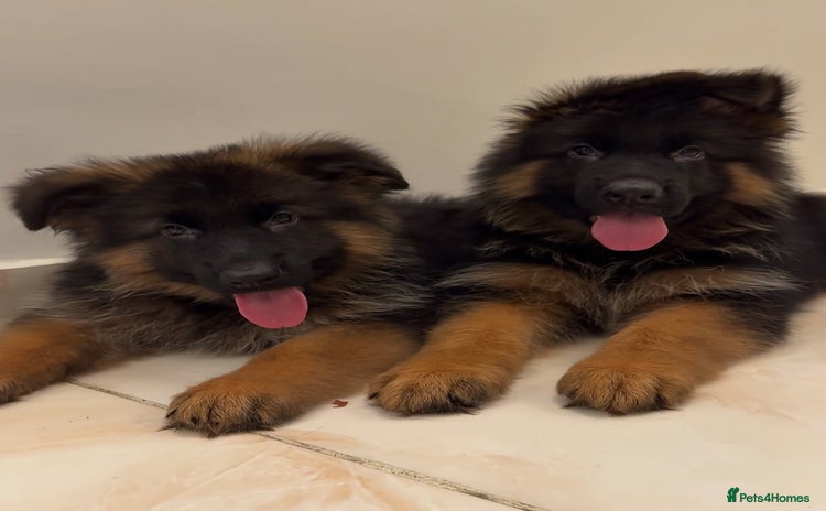 German Shepherd dogs - Advert 1