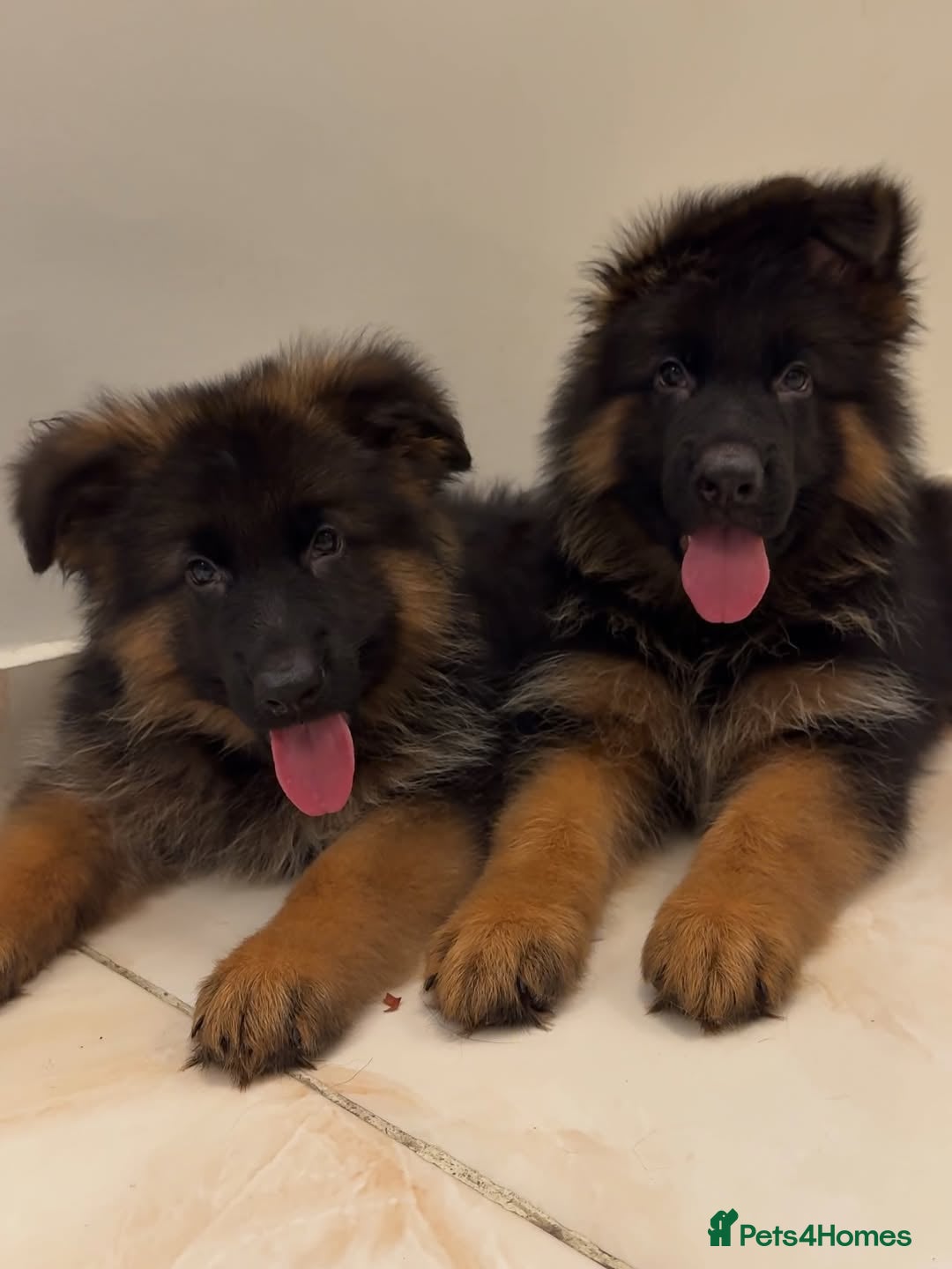 German Shepherd dogs for sale: Purebred German Shepherd Puppies for Sale 🐾 - Image 1