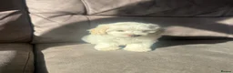 Maltipoo dogs for sale: Gorgeous Maltipoo pups  in Chelmsford - Advert 2
