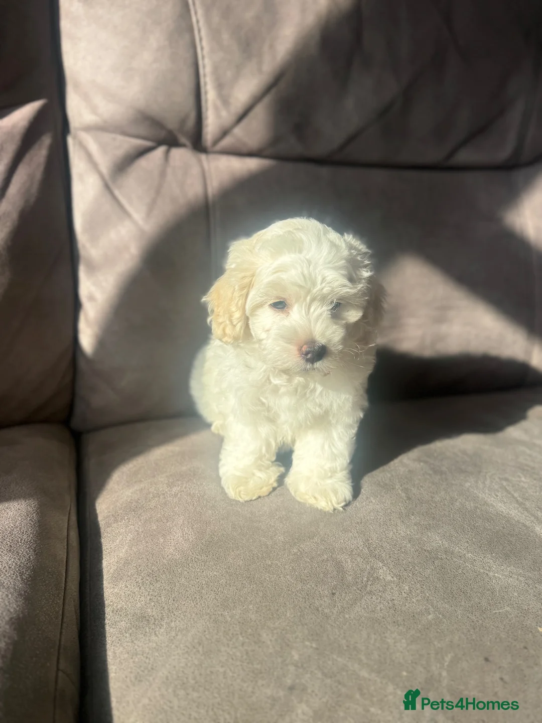 Maltipoo dogs for sale: Gorgeous Maltipoo pups  in Chelmsford - Advert 2