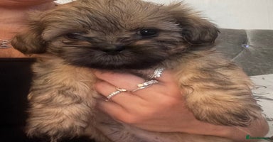 Shih Tzu dogs - Advert 1