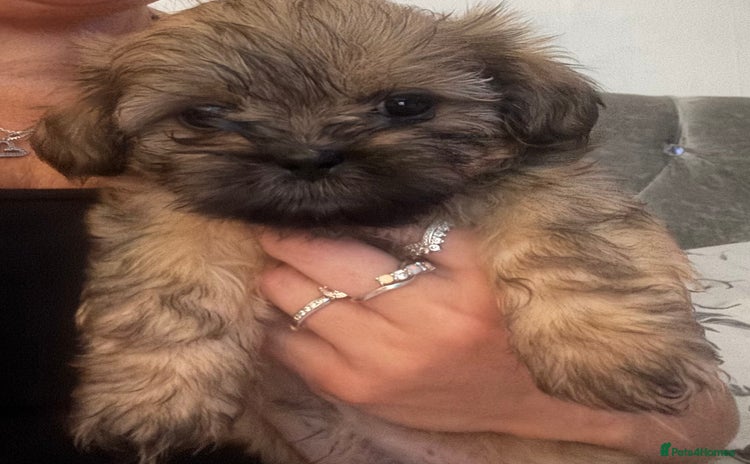 Shih Tzu dogs - Advert 1