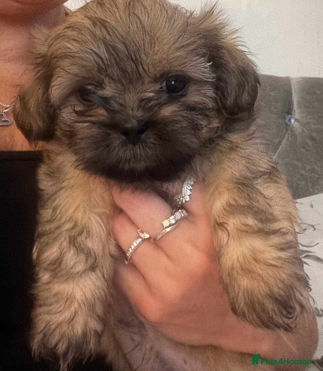 Shih Tzu dogs for sale: Shih tzu  - Image 11