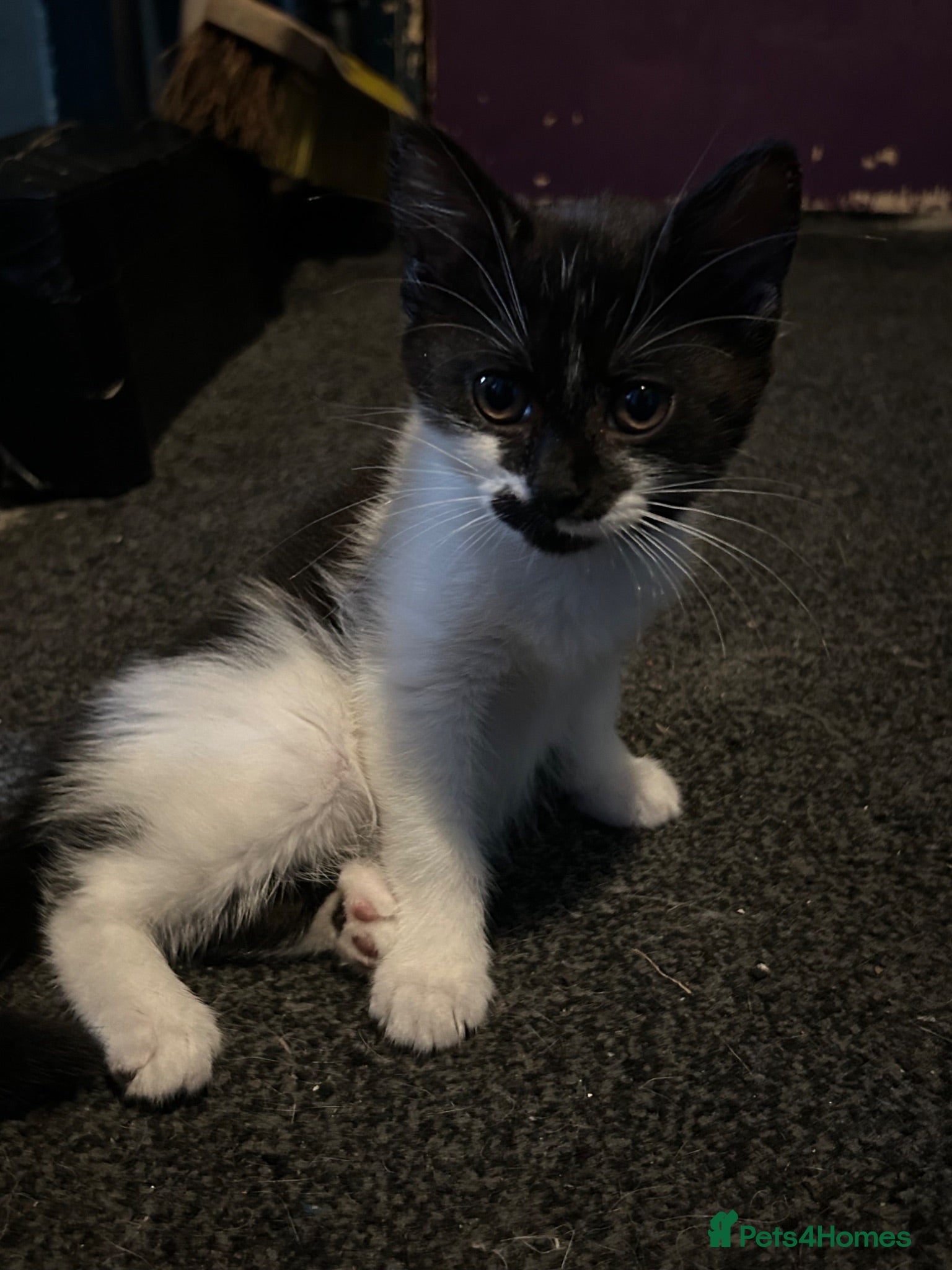 Mixed Breed cats 4 beautiful Kittens  - Advert 6