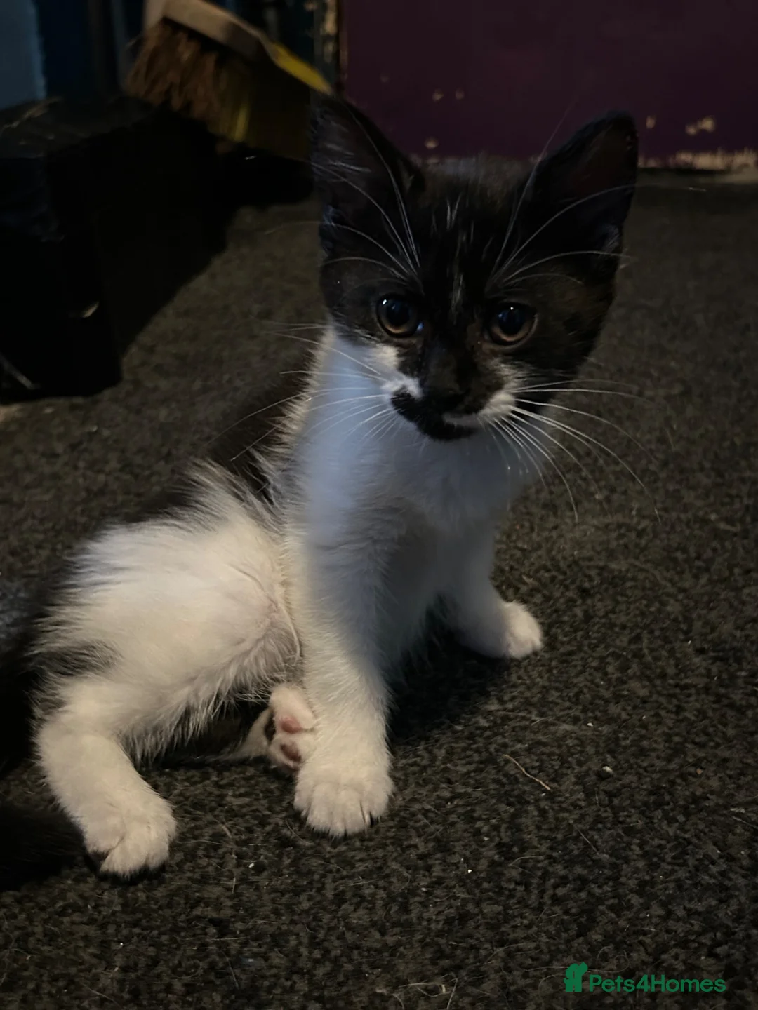 Mixed Breed cats for sale: 4 beautiful Kittens  - Advert 1