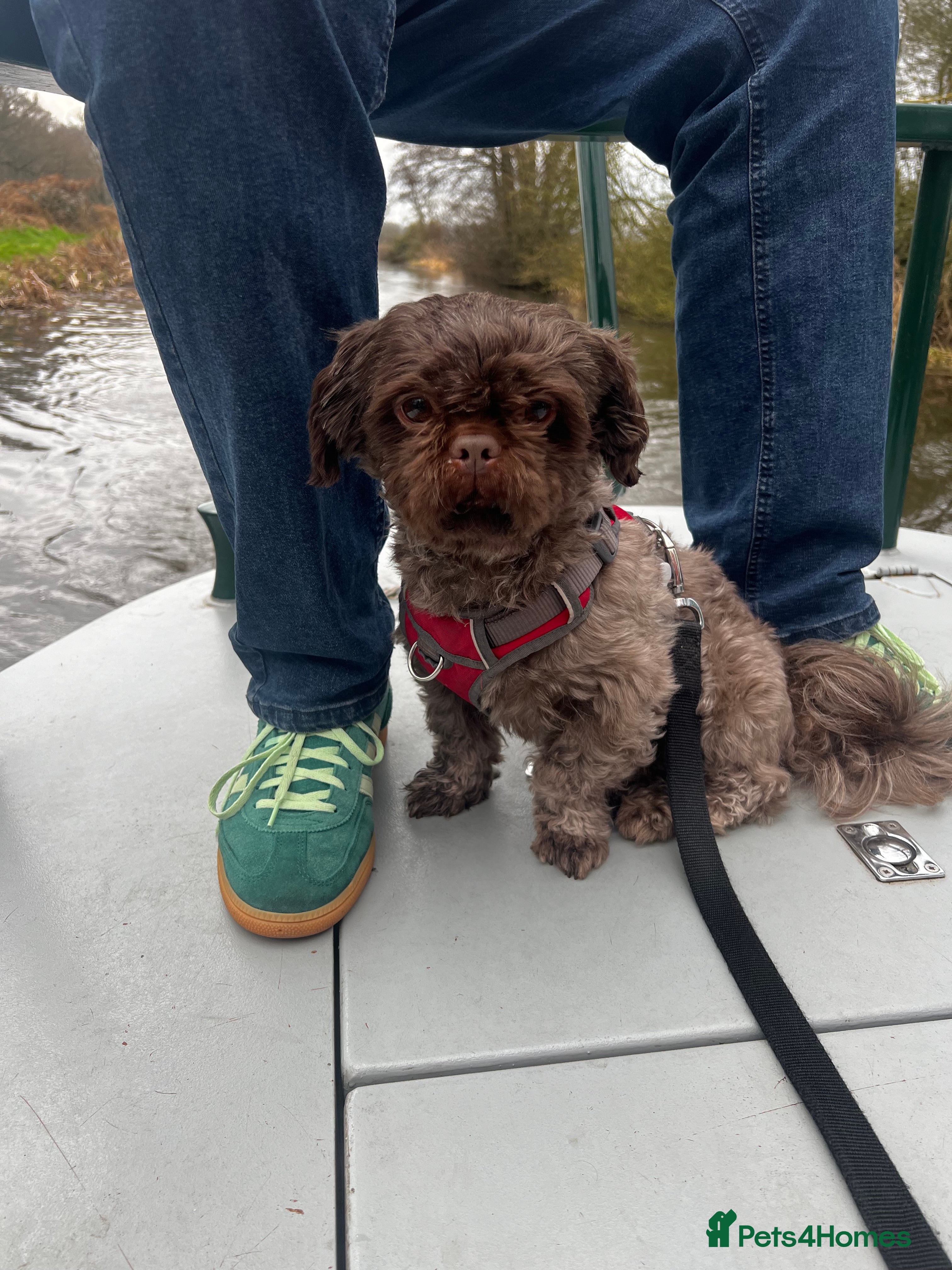 Shih Tzu dogs PROVEN MALE SHIH TZU STUD in Walsall - Advert 6