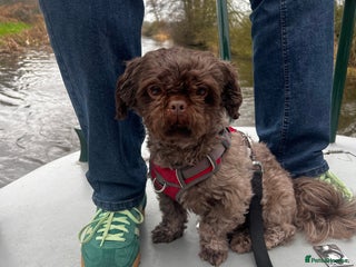 Shih Tzu dogs in Walsall - Advert 15