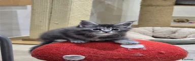 Maine Coon 3