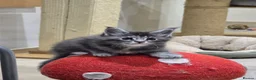 Maine Coon cats for sale: Maine coon kittens in Immingham - Advert 13