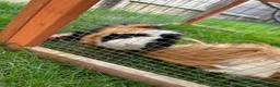 Mixed Breed rabbits for sale: Guinea pigs  - Advert 3