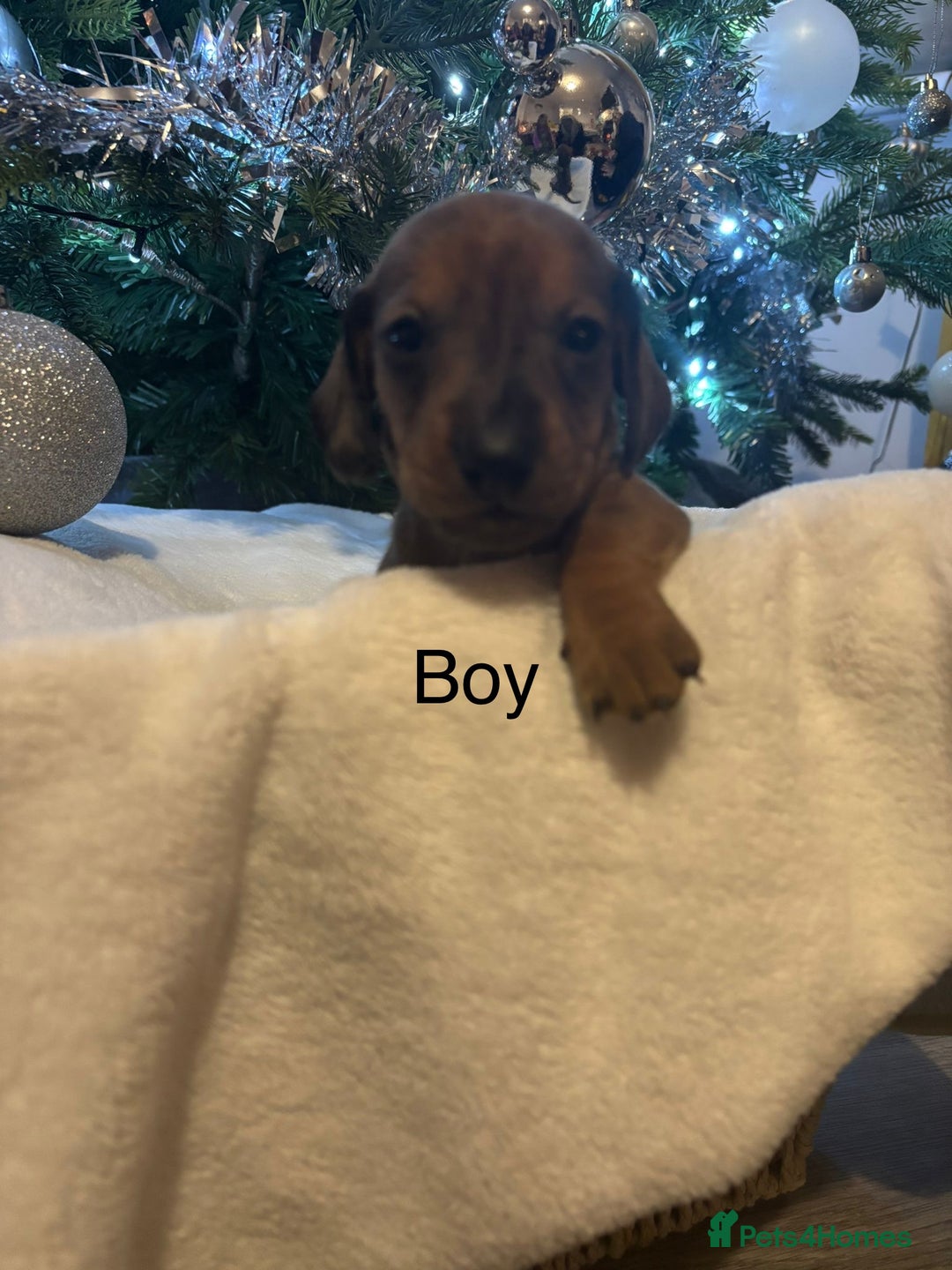 Miniature Dachshund dogs for sale: Miniature dachshunds  - Advert 6