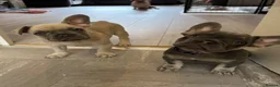 French Bulldog dogs for sale: KC French bulldog puppies - Advert 7