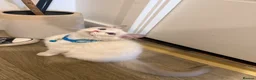 Ragdoll cats for sale: Adorable Playful and Cuddly Pedigree Ragdolls! - Advert 14